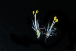 Salix eriocephala. Male flowers. Image: D. Glenny © Landcare Research 2020 CC BY 4.0